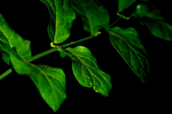 Assignment: Leaves. November 3, 2002
