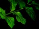 Assignment: Leaves. November 3, 2002