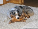 Sleeping on a Rainy Day (w/ rabbit)
