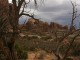 Scenery