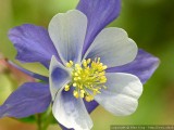 Columbine