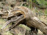 Gnarled