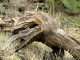 Gnarled