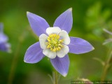 Columbine