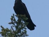 Nevermore