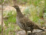 Blue Grouse