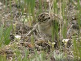 Blue grouse chick