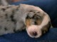 Sleepy puppy