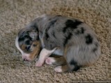 Ball of fur