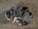 Ball of fur