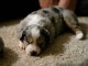 Sleepy