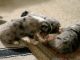 Chewing on a paw