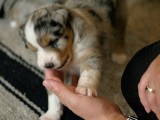 Vicious attack puppy