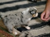 Sniffing