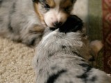 Chewing on an ear