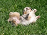 Frolicking
