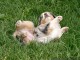 Frolicking