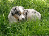 Yum, grass