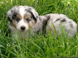 In the grass