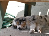 Sweet shade