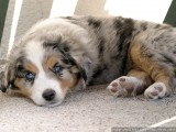 Resting