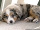 Resting
