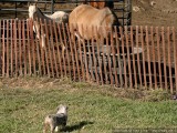 Wow, horses are big!