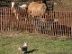 Wow, horses are big!