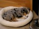 Sleeping.