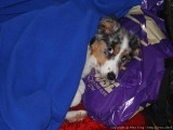 Sleeping under a blanket