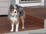Guarding the house.