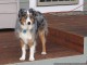 Guarding the house.