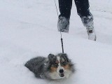 Small dog, deep snow