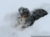 White washed