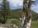 Stumped