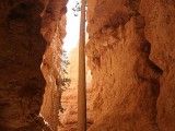 Douglas Fir