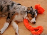 Sleeping on her prize toy
