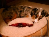 Comfy bed