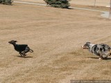 The chase is on