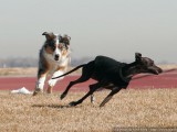 Herding