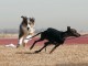 Herding