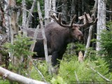 Moose sighting