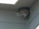 Yellow Jacket Nest