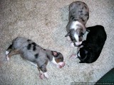 Rug Rats, err, Puppies
