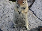 Beggar