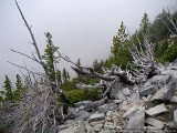 Foggy