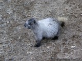 Marmot