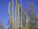 Cactus.