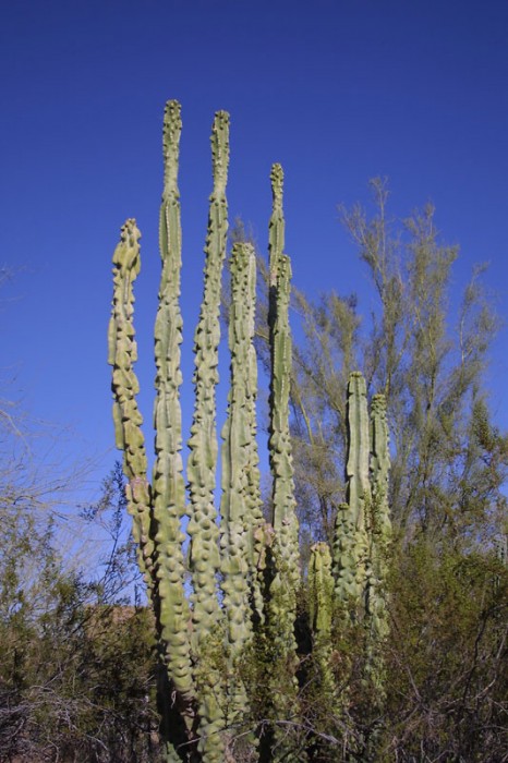 Cactus.