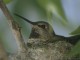 Hummingbird.